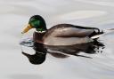 REFLECTED BEAUTY: An artistic shot of a mallard at Bolam Lake Country Park in Northumberland. Picture: GAVIN ENGELBRECHT