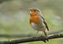 FEATHERED FRIENDS: How many robins visit your garden?