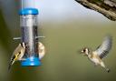 There has been an increase in sightings of goldfinches. Pictures: John Bridges/RSPB/PA