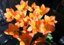 Orange tulips. Picture: Hannah Stephenson/PA