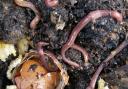 Help worms and your garden will thrive. Picture: Rachael Tanner RHS/PA