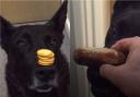 Watch: Police dog that balanced mini cheddars on nose, goes one better with a sausage