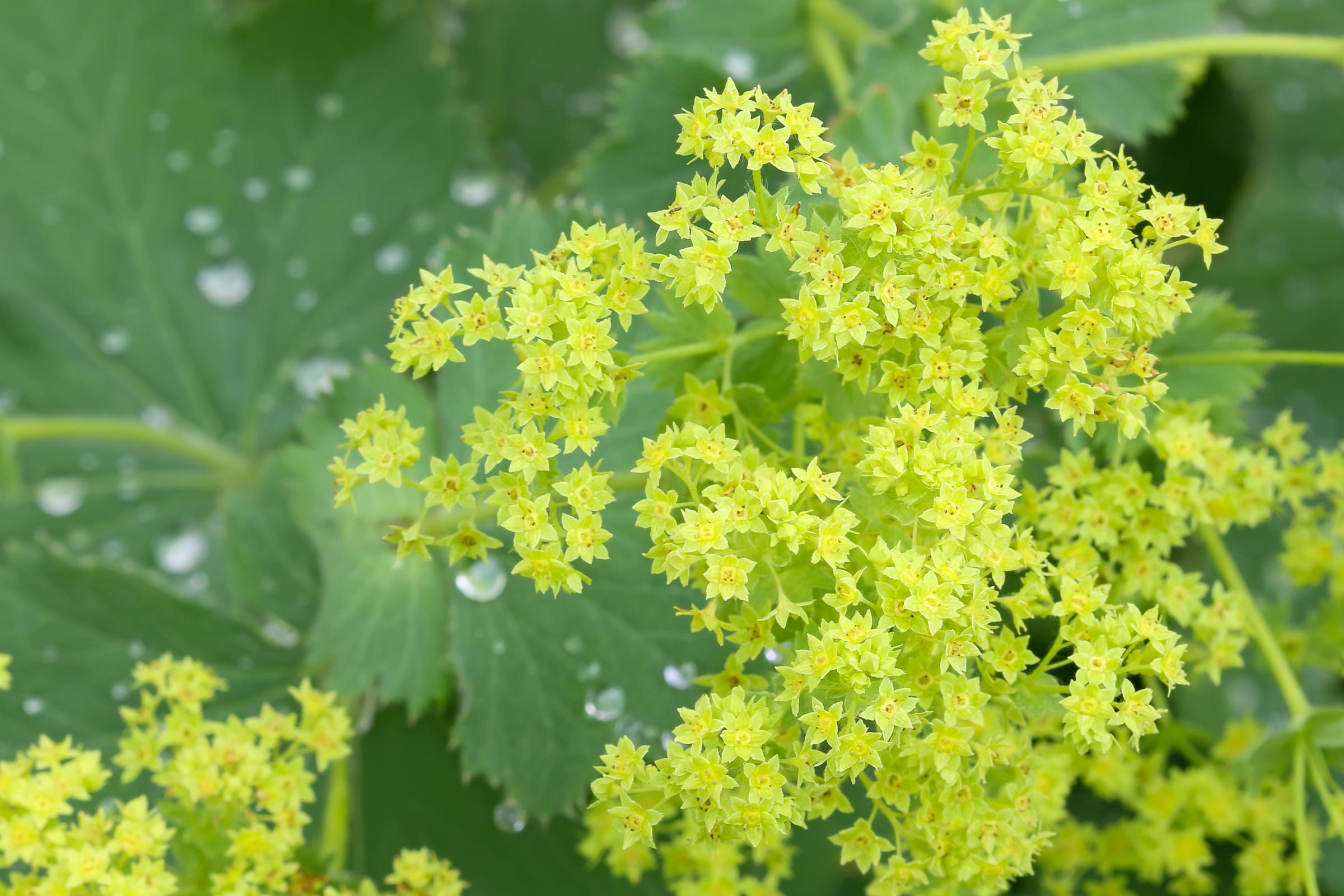 Closeup of Common Lady s Mantle flowers ( Alchemilla mollis) with morning dews on leaves.