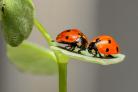 This is why so many ladybirds are inside your home and what you should do. (Canva)