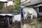 Man banned for life after 40 horses kept in 'horrendous conditions'