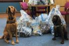 Sniffer dogs Cooper and Yoyo, who were involved in Operation CeCe in Darlington this week