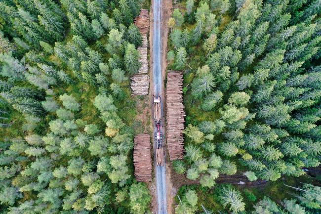File photo of a forest logging operation Picture: Pixabay