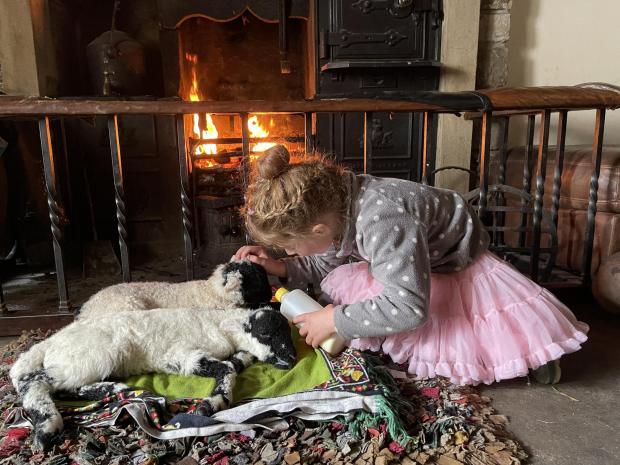 The Northern Echo: Lambs by the fire, by Amanda Owen