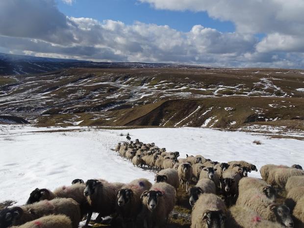 The Northern Echo: Sheep in Swaledale, by Amanda Owen