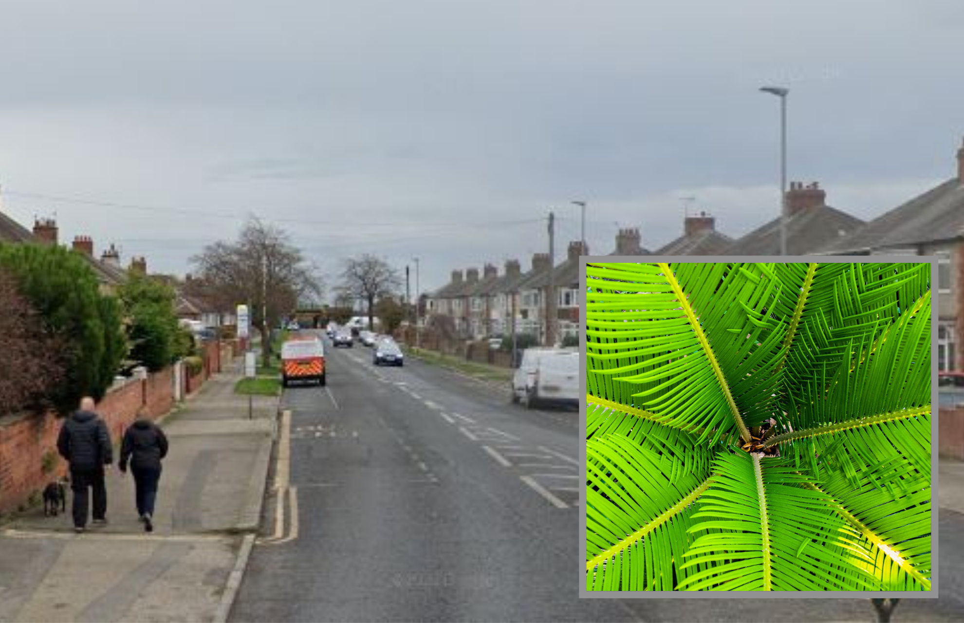Memorial palm trees stolen from Neasham Road in Darlington