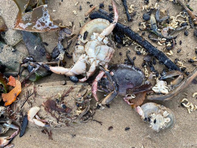 Maggots and dead crabs on Saltburn beach