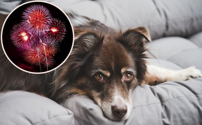 Radio station to hold show for dogs and cats during fireworks night - here's when