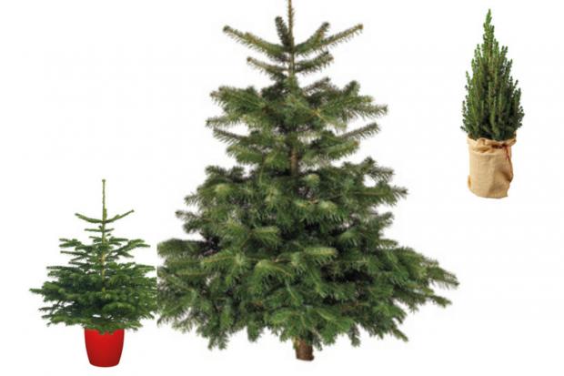 The Northern Echo: Lidl is offering indoor and outdoor Christmas trees (Lidl)