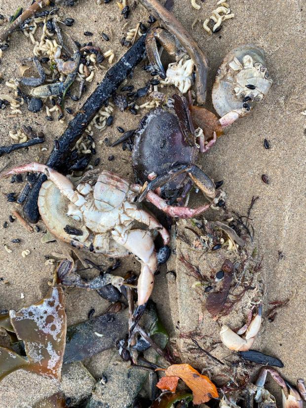 The Northern Echo: Dead crabs on Redcar beach 
