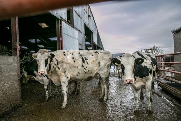 The Northern Echo: The 100 cows at Evenwood could now miscarry because they haven't received food in nearly three days. Photograph: Sarah Caldecott.