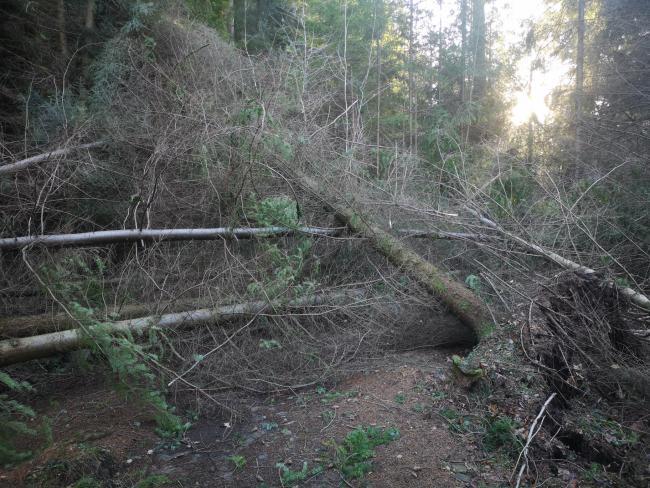 Damage to one of the trails in Hamsterley Forest