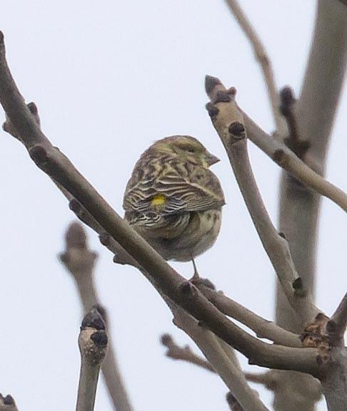 The serin is rarely seen in the UK, and it has been more than 60 years since it was spotted in the Durham recording area Picture: DARRAN WESTON, NORTHERN ECHO CAMERA CLUB
