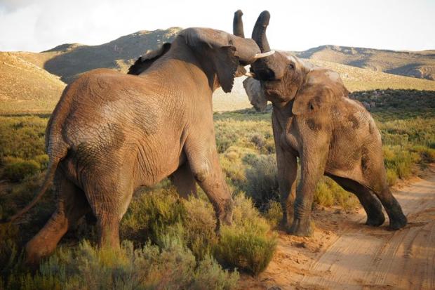 The Northern Echo: Elephants at the Big Five Safari experience. Credit: TripAdvisor