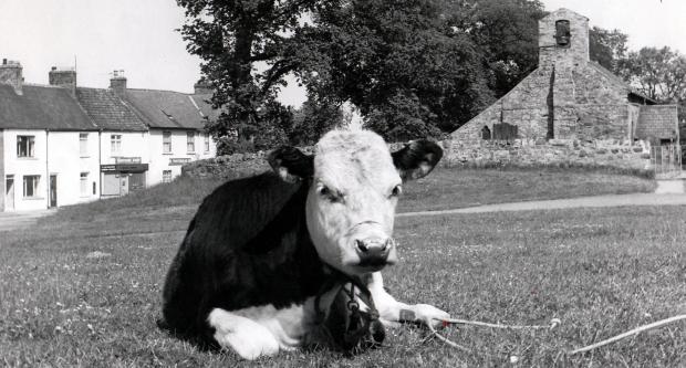 The Northern Echo: A cow lying outside St Mary Magdalene Church, Trimdon Village, in June 1974.