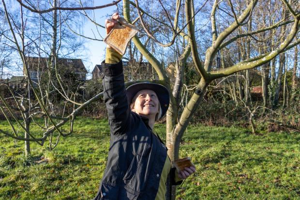 The Northern Echo: Pat Simpson hangs toast from the trees to encourage robins into the orchard