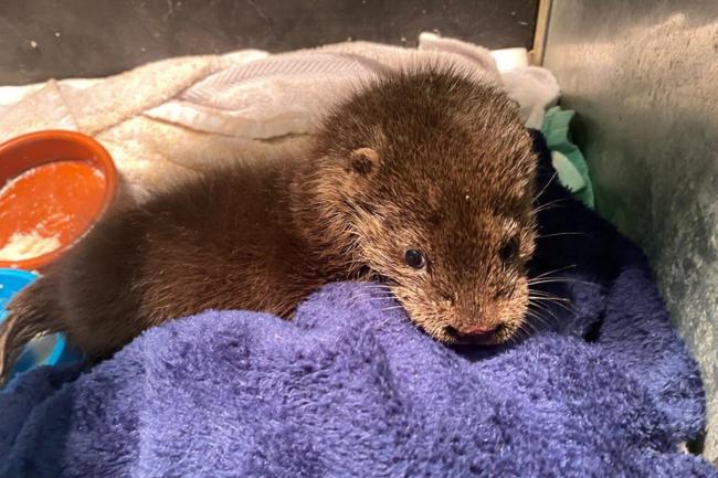 Eve the Otter now that she is at Stapeley Grange Wildlife Centre in Cheshire following her rescue from Durham. Photo: PA NEWS/RSPCA.