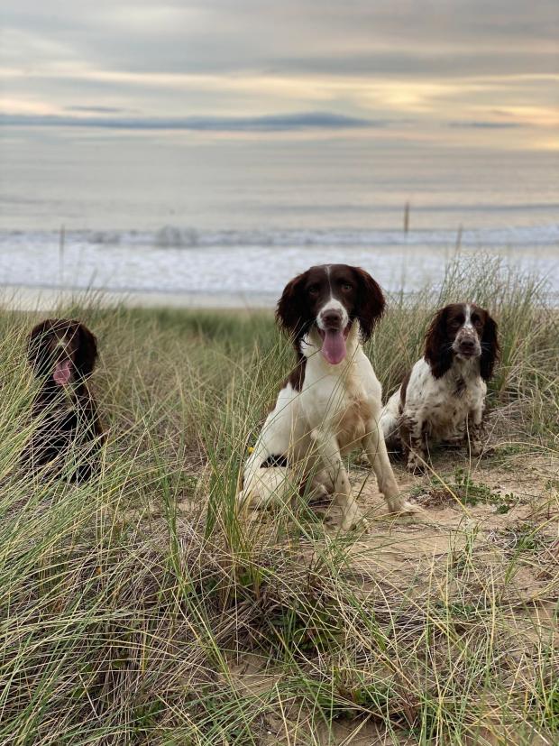 The Northern Echo: Bobby, Rosco and Remi Picture: Craig Thirlaway