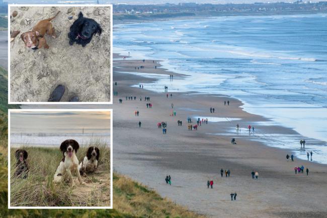 Dog owners reveal horror after claiming their pets fell ill from beach visits