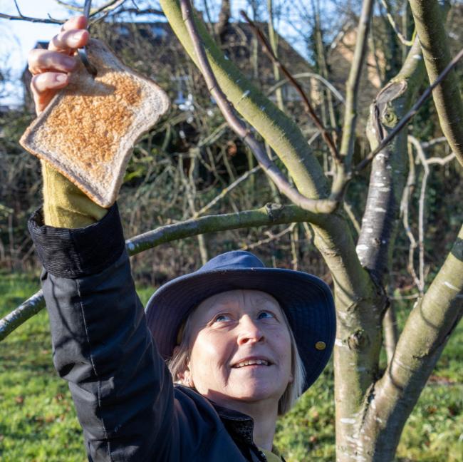 Pat Simpson hangs toast from the trees to encourage robins into the orchard. Picture: Chris Barron