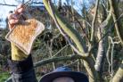 Pat Simpson hangs toast from the trees to encourage robins into the orchard. Picture: Chris Barron