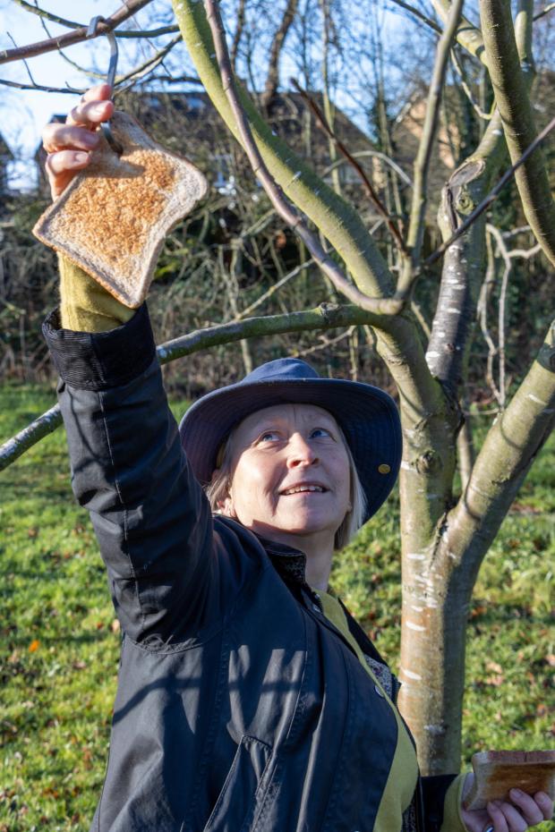 The Northern Echo: Pat Simpson hangs toast from the trees to encourage robins into the orchard. Picture: Chris Barron