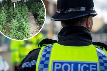 Large cannabis haul in County Durham town leads to five arrests