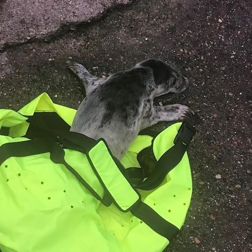 The Northern Echo: One of the seal pups being rescued
