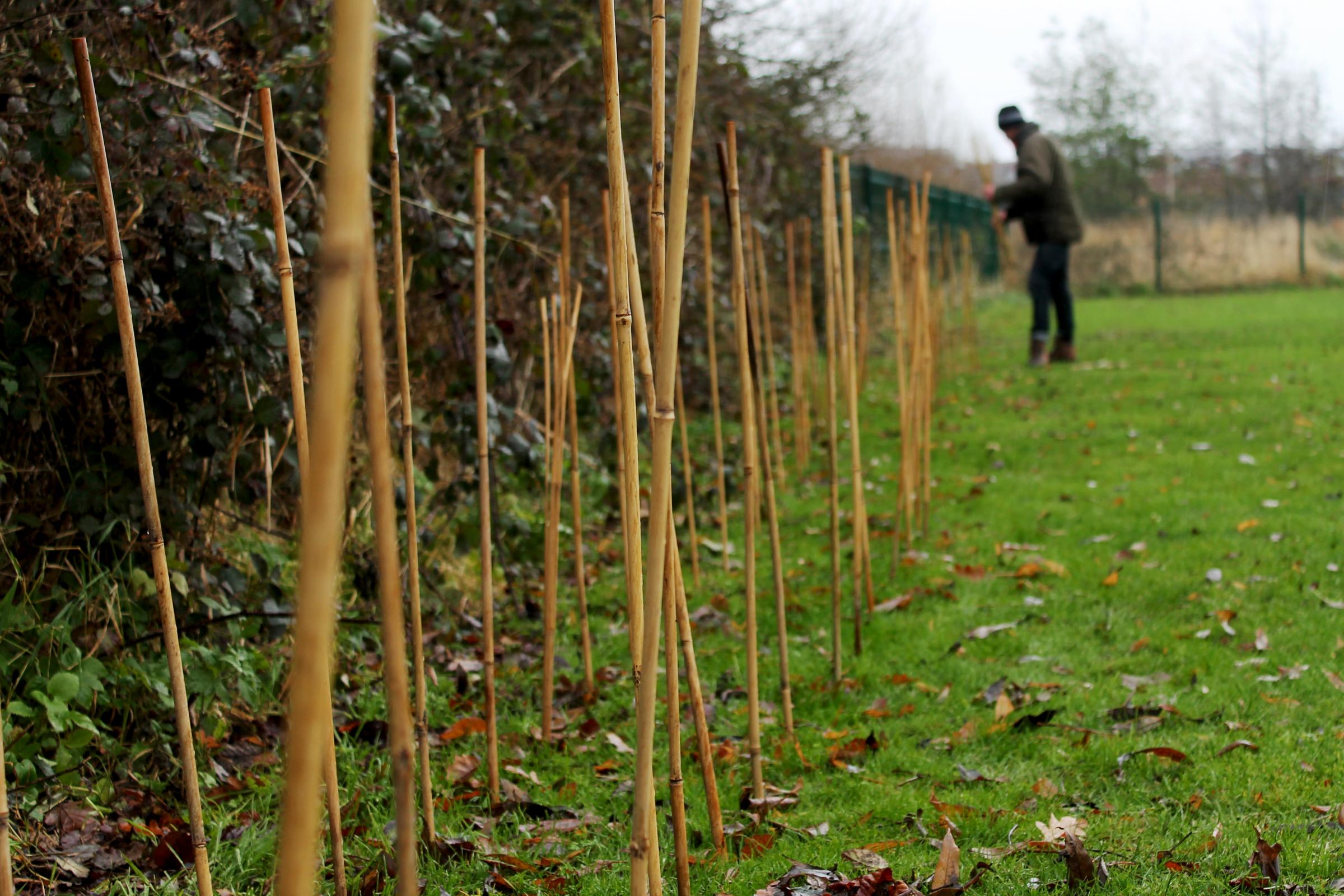 3,000 trees are being planted at Blackwell Meadows, Darlington