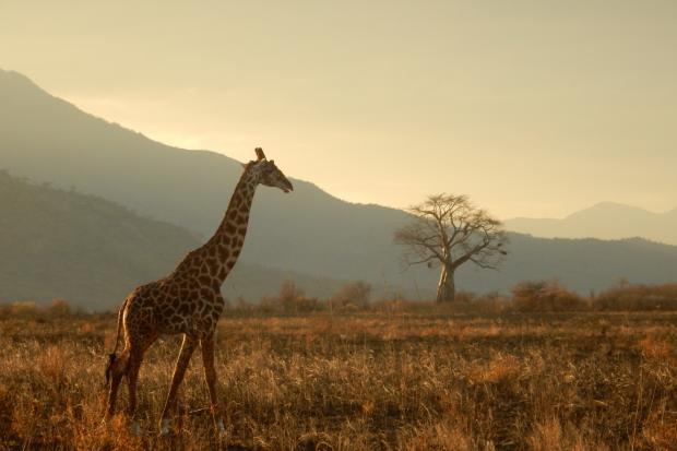 The Northern Echo: A giraffe walking through the plains. Credit: Canva