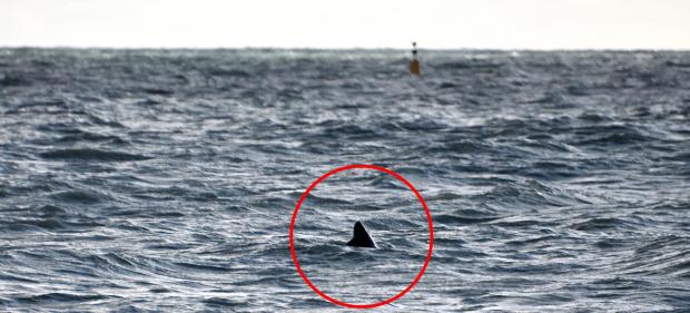 The Northern Echo: What is believed to be a deadly Great White Shark has been photographed lurking off the south coast just yards from a popular tourist beach: credit - JamesVenn/BNPS