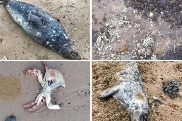 The Northern Echo: Dead crabs, lobsters, limpets and now seals have washed up dead on North East and North Yorkshire beaches. Picture: The Northern Echo