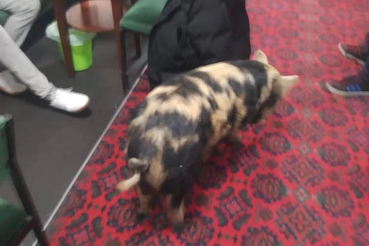 Escaped pig wanders into Easington Colliery Club