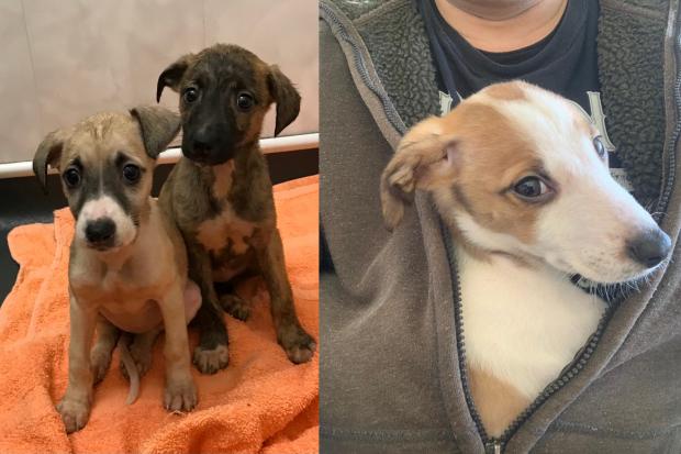 The Northern Echo: Left: Two of the lurcher puppies when they were first rescued by the RSPCA, right: One of the puppies that has found a forever home. Pictures: RSPCA. 