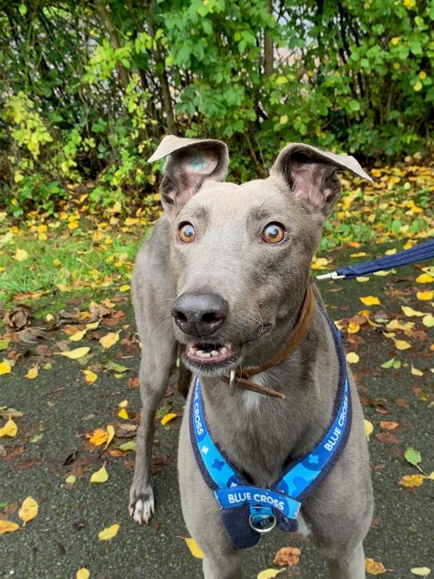 The Northern Echo: Thirsk rescue dog Bleu pictured at the Blue Cross centre Picture: Blue Cross