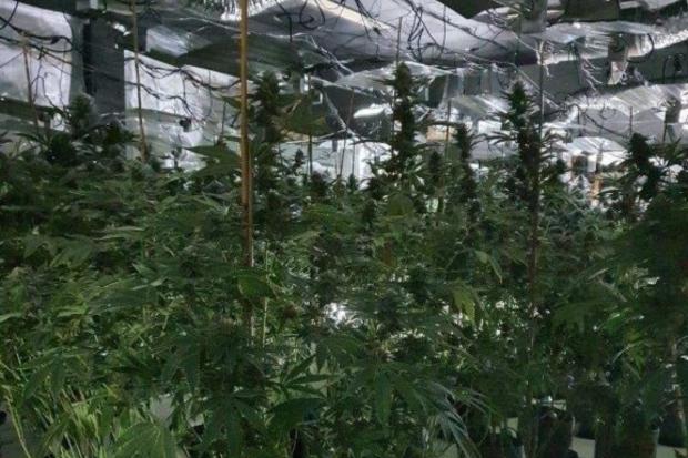 The Northern Echo: Some of the 900 cannabis plants removed from the Consett site yesterday. Picture: DURHAM CONSTABULARY.