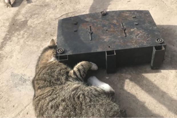 The Northern Echo: The cat got its head wedged near Darlington earlier this week, but was rescued by RSPCA officers. Picture: RSPCA.