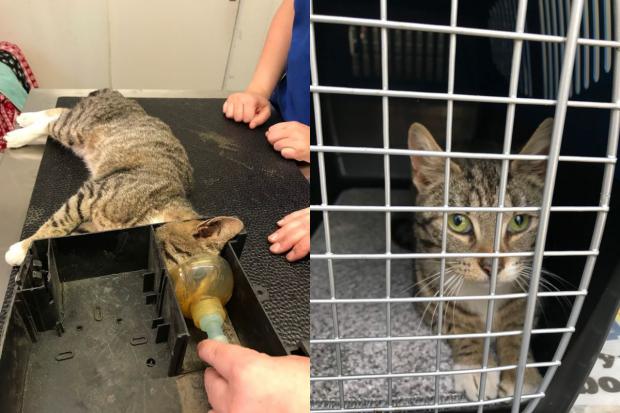 The Northern Echo: Left: Vets in Stanhope managed to perform surgery on the cat to remove the rat bait box. Right: The cat, who has been named Aubrey, is now looking for its owner. Picture: RSPCA.