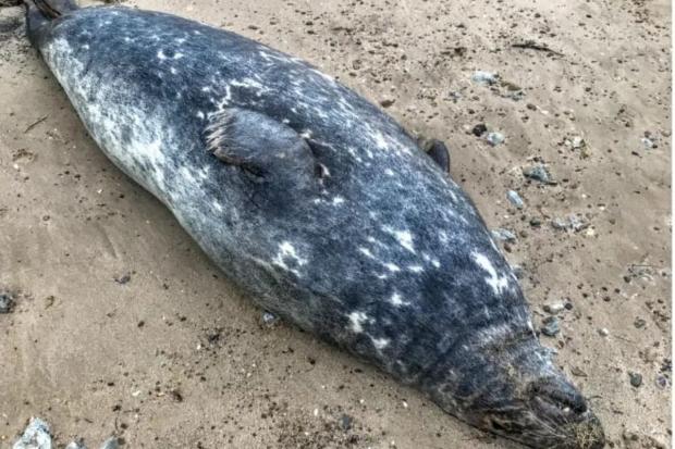 The Northern Echo: Dead seals have washed up along the Teesside coastline 