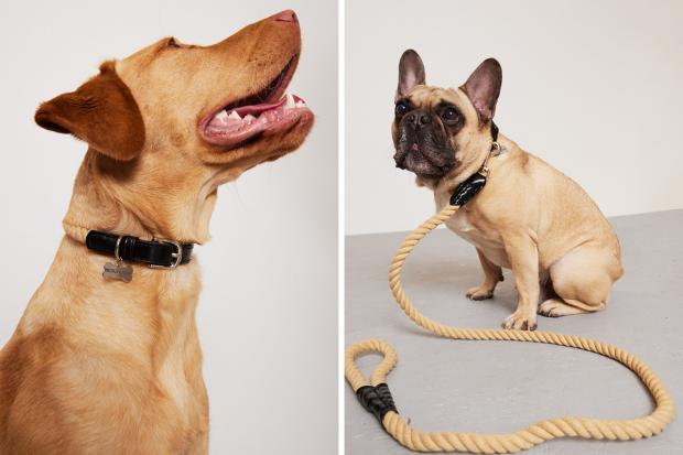 The Northern Echo: (left) A dog wearing the PLT pet collar and (right) a Pug wearing a PLT lead (PrettyLittleThing/Canva)