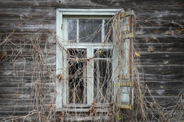 A window of an abandoned house is covered with overgrowth adjacent to the Chernobyl nuclear power plant near Chernobyl, Ukraine Picture: EFREM LUKATSKY/AP