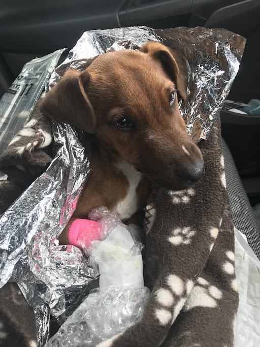 The Northern Echo: Puppy Steve found in Shildon Picture: RSPCA