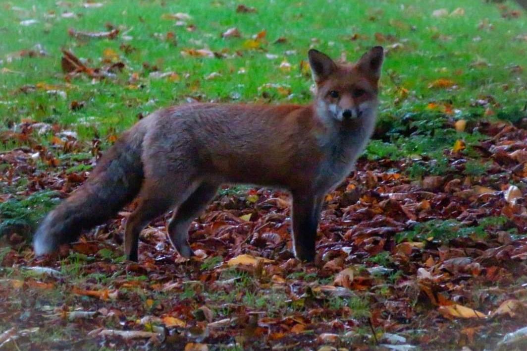 Fox on the banks of the Skerne. Photo by Kylie Jackson.