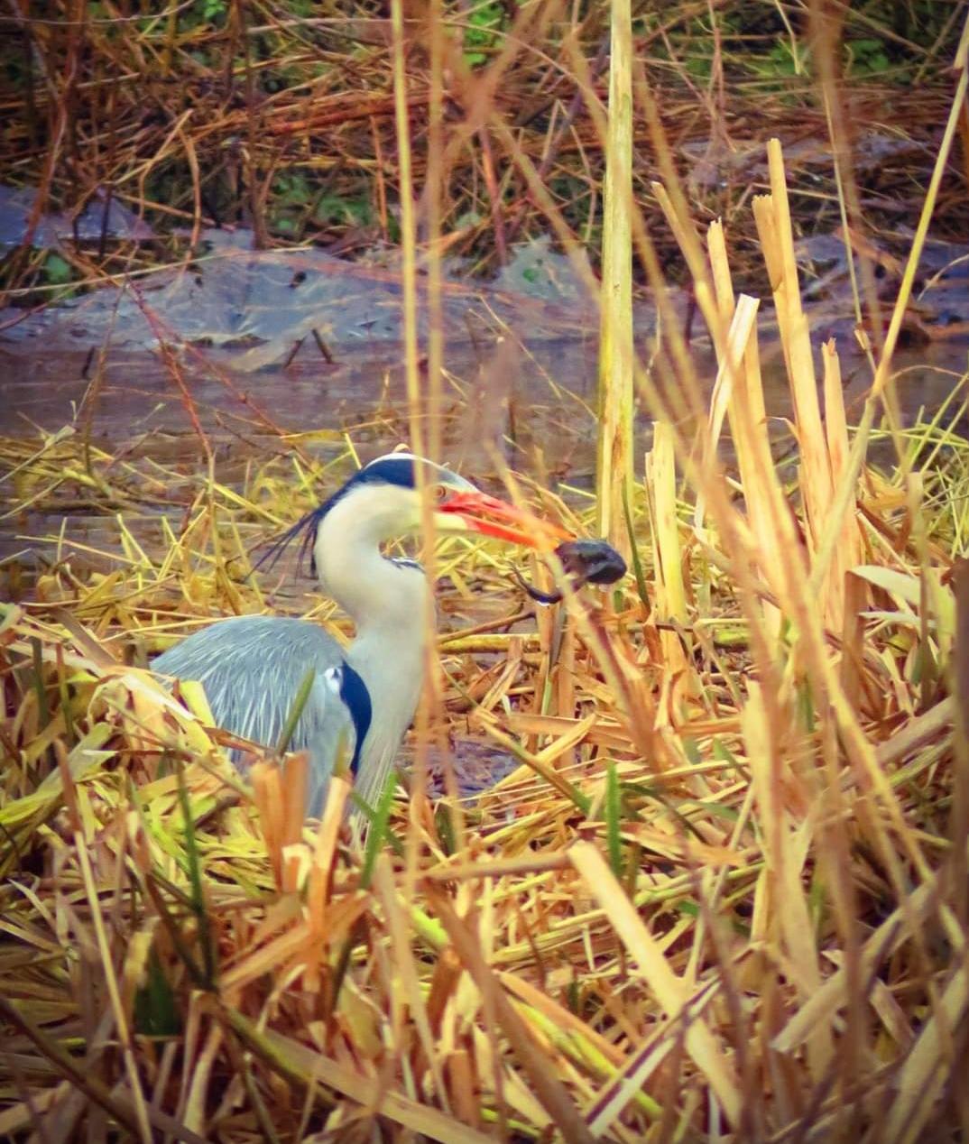 Heron at Rockwell. Photo by Kylie Jackson.