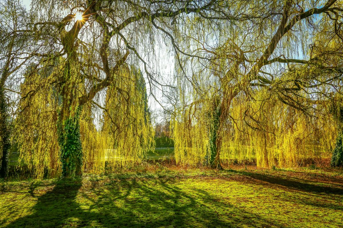 Weeping Willow Trees, Sunbursts and Shadows. Photo by Michael Atkinson.