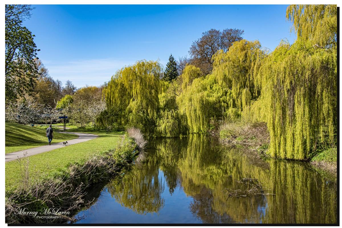 Weeping Willows at the South Park. Photo by Murray McLaren.